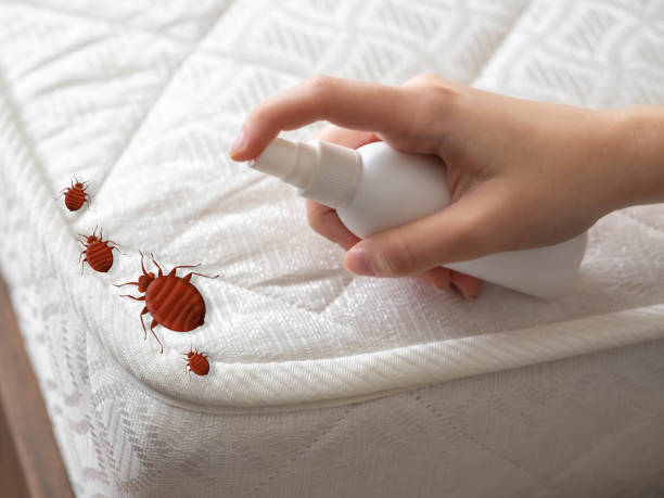 Best Wasp Removal Services  in Jonesville, VA