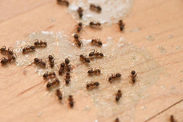 Best Emergency Pest Control  in Jonesville, VA